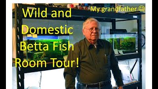 Where the Wild Things Are  My grandfathers wild betta fish room tour [upl. by Ahsetan]