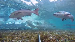 Sharks feeding on a beached whale Aldabra Atoll Sept 2017 [upl. by Zulaledairam309]