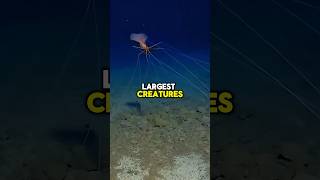 Magnapinna Facts shorts short ocean sea creature wildlife animals nature shortsfeed [upl. by Neelhtakyram]