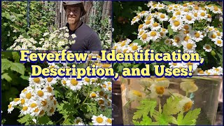 Feverfew  Identification Description and Uses [upl. by Alane]