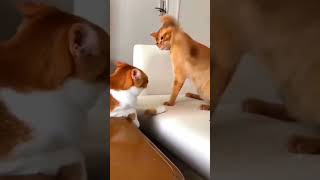 dog dogdance funny doggydance doglover cat pets catdancer catvideos cutecatdancing [upl. by Farmann]