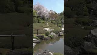 桜の京都・退蔵院、妙満寺2012年・手振れ注意 shorts kyoto cherryblossom [upl. by Sebbie]