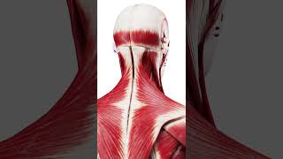 Anatomy of your muscles in 3d anatomy meded 3dmodel [upl. by Noscire667]