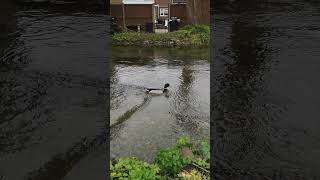 Splashy Duck ducks birds uk [upl. by Dayir496]