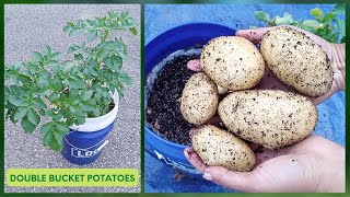 EXPERIMENT Growing Hydroponic POTATOES In Double Bucket Kratky Method [upl. by Cr806]