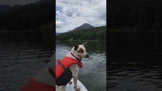 Paddleboarding with Dog at Williams Creek Reservoir  Colorado Outdoor Adventure [upl. by Harmaning23]