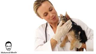 Lets Learn Jobs  Veterinarian  Speech Language Therapy at Home  First Words [upl. by Adnohsak]