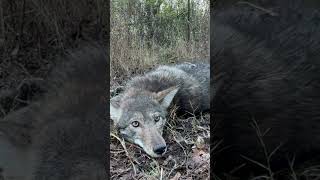 Coyotes ￼Trapped On Camera They Have Terrorized Our Farm farmlife coyote trapped family [upl. by Dygal93]