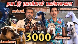 குறைந்த விலையில் தரமான Rajapalayam kanni chippiparai kombai குட்டிகள்nativebreed nativedogs [upl. by Ab748]