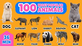 100 Most Popular Animals in the World  English Vocabulary for Kids  Fun Animal Names Learning [upl. by Mayhew]