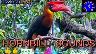 HORNBILL SOUNDS HUNI NG IBONG KALAW OR UNGIK RufousHornbill [upl. by Trainer]