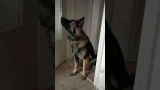 German shepherd howling [upl. by Ynaiffit887]