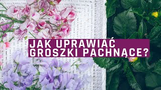 Kwiaty z ogrodu groszek pachnący  siew uprawa praktyczne porady [upl. by Yenitirb]