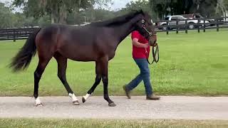 Lope De Vega Colt at Kinsman Farm [upl. by Sinnaoi]