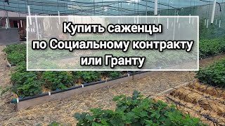 У нас вы можете приобрести саженцы по Социальному контракту или Гранту [upl. by Sitto]