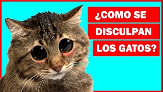 ¿Cómo se disculpan los gatos con los humanos [upl. by Betsey]