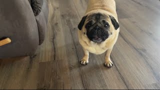 Murphy’s Paw Playtime Too Cute to Resist 🐾❤️cutepugglelifecutedog [upl. by Hughes326]