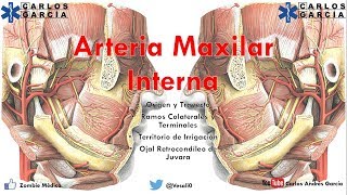 Anatomía  Arteria Maxilar Interna Origen Trayecto y Relaciones Ramas [upl. by Taryne715]