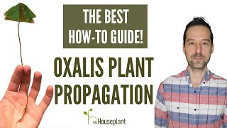 Oxalis Plant Propagation The Best Howto Guide [upl. by Brosy]