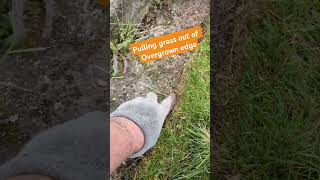 Hand weeding a lawn edge after using lawn shears Quite therapeutic and rewarding lawn hand glove [upl. by Svirad]