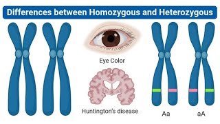 Homozygous vs Heterozygous Simple Genetics Explained [upl. by Ahcatan124]