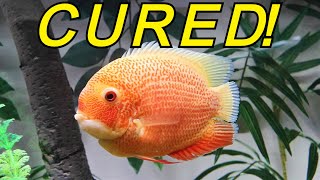 Severum cichlid Uaru cichlid Fin and tail rot cured [upl. by Anauqcaj928]