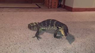 Water monitor doesnt like our cat [upl. by Dnama]