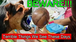 Terrible Dogs Owners In Nigeria Must Be Banned [upl. by Aminta]