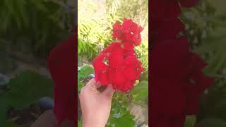 Flower collection music lyrics pop cover viralvideo flowers dance videos [upl. by Arik]