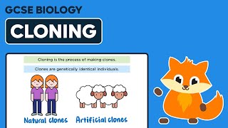 Cloning  GCSE Biology [upl. by Bryana564]