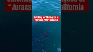 CATCHING LINGCOD IN CALIFORNIA OFF SLOW PITCH JIG jigfishing fishing rockfishing lingcod [upl. by Lock]