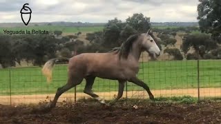 Potro dos años pura raza hijo Caballo semental Retinto y yegua Vapora [upl. by Haldes]