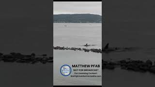 Orca Pod Passes Very Close to Shore  Tacoma WA orca whale pnw tacoma pugetsound [upl. by Miltie]