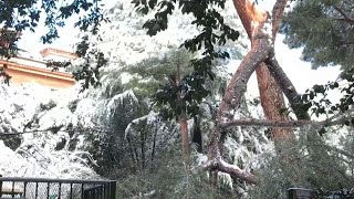 Neve a Roma cade albero su parco giochi nessun ferito [upl. by Dusa]