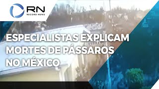 Especialistas explicam mortes simultâneas de pássaros no México [upl. by Lisan302]