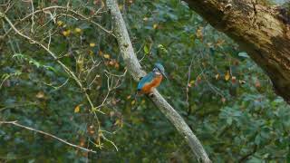 EISVOGEL KINGFISHER an den Netteseen der Seenstadt 41334 Nettetal [upl. by Merriott]