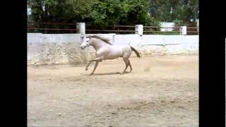 Albero LXXXVI  Cremello PRE stallion freemoving [upl. by Rasecoiluj720]