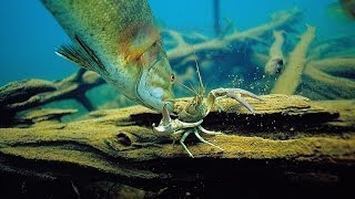 Crayfish That Evade Big BassAmazing Underwater EscapesEngbretson Underwater Photography [upl. by Cacia989]