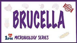 Brucella  Pathogenesis Causes Symptoms Treatment [upl. by Aitram]