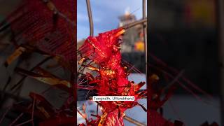 One of the Highest Shiva Temple Tungnath Uttarakhand shiva temple kedarnath travel ytshorts [upl. by Pena]