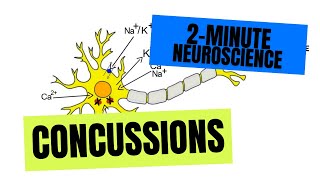 2Minute Neuroscience Concussions [upl. by Nhojleahcim]