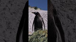 Gentoo Penguins 🐧 [upl. by Novj]