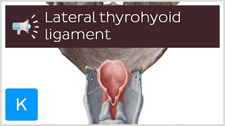 Lateral thyrohyoid ligament  Anatomical Terms Pronunciation by Kenhub [upl. by Stranger]