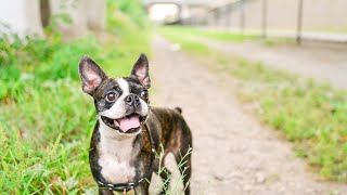 Boston Terrier Agility Training Mastering the Course [upl. by Longtin]