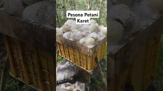 Pesona petani karet petanikaret kanggetahpesonaindonesia pertaniankaret kebunkaret [upl. by Rengia]