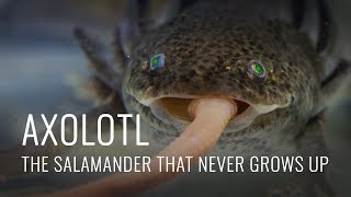 Axolotl Some Fascinating Facts [upl. by Brigit18]