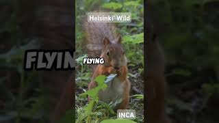 Uusimaa Wildlife Wonders Finland park tour naturepark [upl. by Yelnahs]