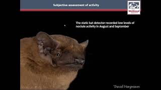 CIEEM Webinar Using Ecobat to improve the interpretation of bat acoustic surveys [upl. by Dulcle]