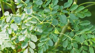 💖मोरिंगा या सहजन के पौधे को ग्रोबैग या बड़े गमले में आसानी से उगाएं 💖Grow moringa plant in pot [upl. by Ahsinav]