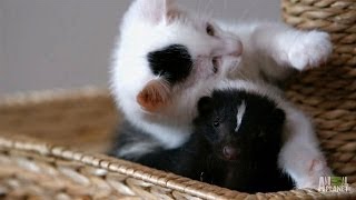 Who Knew Kittens and Skunks Made Such Good Friends  Too Cute [upl. by Senzer]